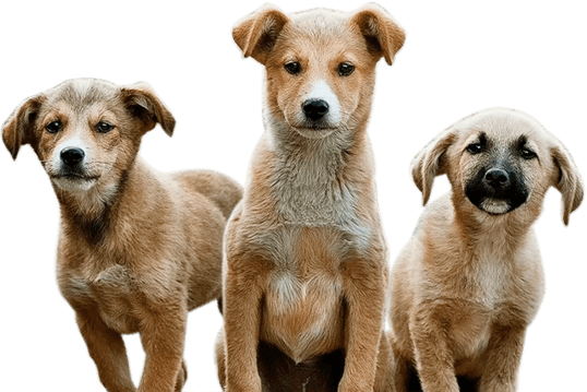 Helping Hands Foundation