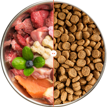Nutritious dog food bowl — real meals for stray dogs